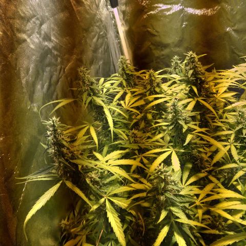 Borrachinha growlog timeline photo