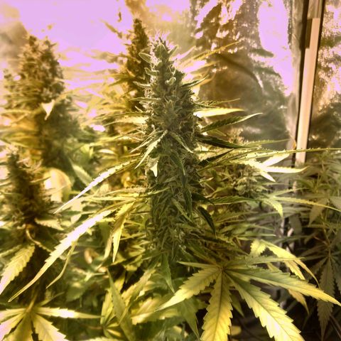 Borrachinha growlog timeline photo