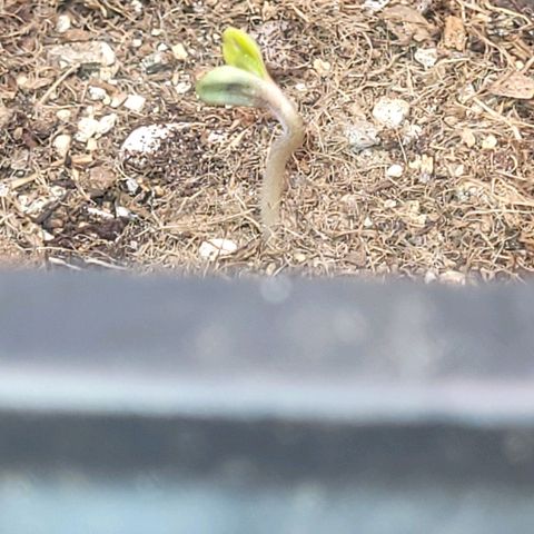 Colombian gold  growlog photo: Se mostrou na celula gyf 