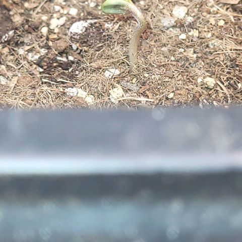Colombian gold  growlog photo: 2 dias de vida ( germinacao cel gyf ) transplantada para vaso 2.250ml 