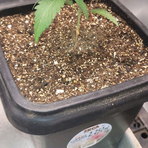 Sativa #1 growlog photo: Transplantada hoje vaso de 2.250ml 
Sem fertilizacao inicial somente enraizador 