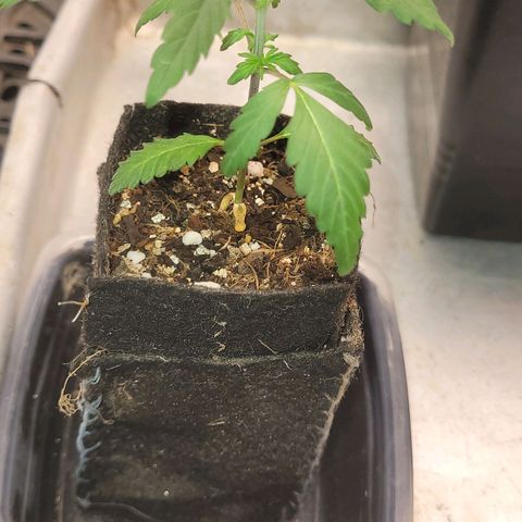 Sativa #1 growlog photo: Ainda no vaso de feltro de 15cm/3.5 de boca  