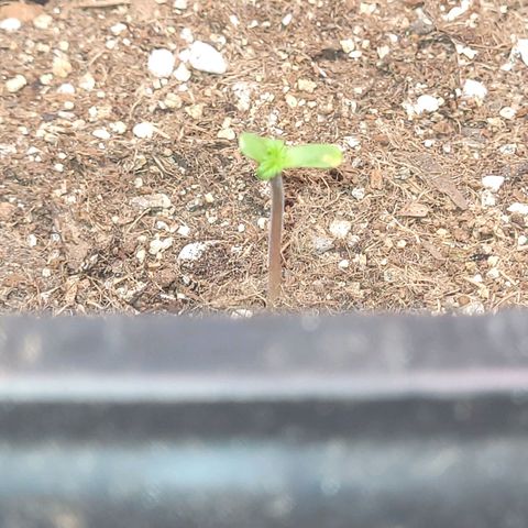 Colombian gold  growlog photo: 3 dias de vida 