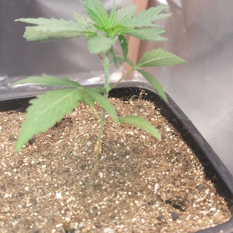 Sativa #1 growlog photo: Recuperando do stress do transplante 