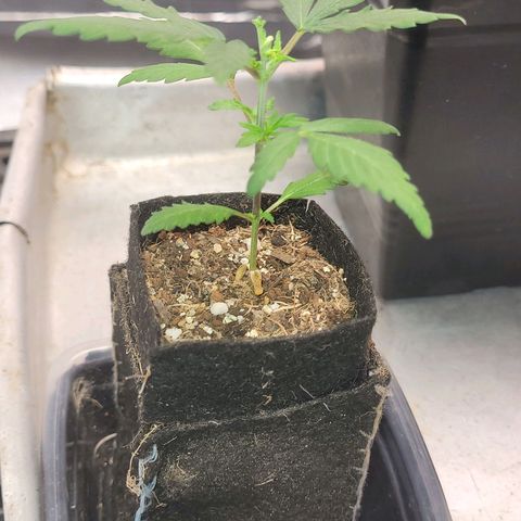 Sativa #1 growlog photo: Recuperando do stress do transplante 