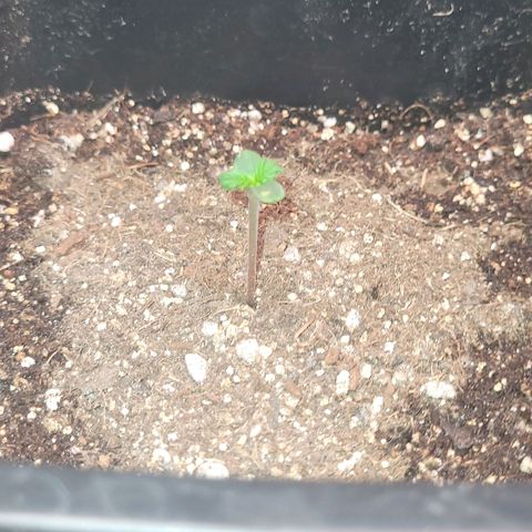 Colombian gold  growlog photo: Rega de enraizador 5ml/200 fracionado para 3 plantas 