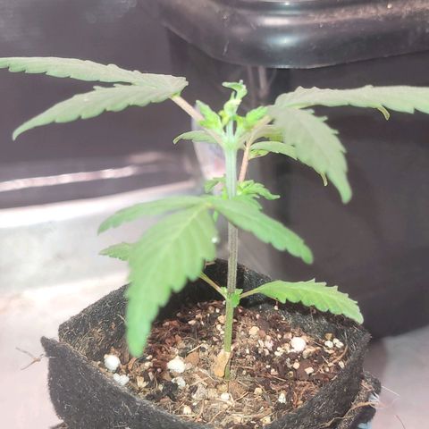 Sativa #1 growlog photo: Rega enraizador 2ml/200ml 