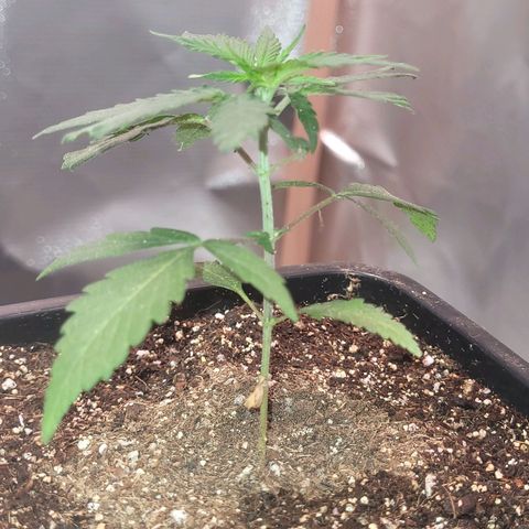 Sativa #1 growlog photo: Rega enraizador 2ml/200ml 