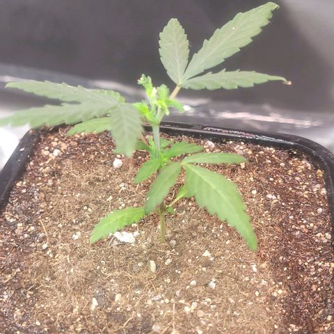 Sativa #1 growlog photo: Trasnferencia para vaso de 2.250ml
E sua irma ja com mais folhagem 