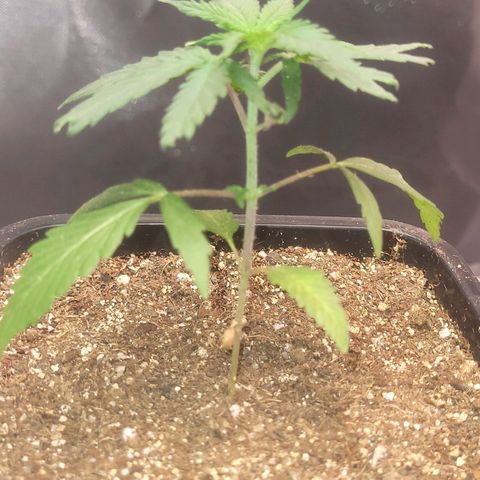Sativa #1 growlog photo: Trasnferencia para vaso de 2.250ml
E sua irma ja com mais folhagem 