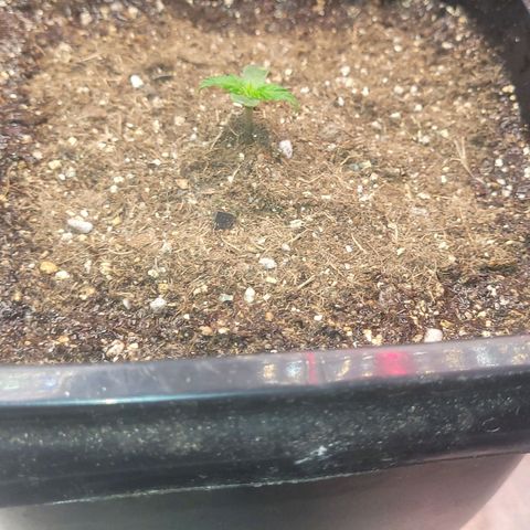Colombian gold  growlog photo: Encerto de terra cerca de 5cm de caule coberto 