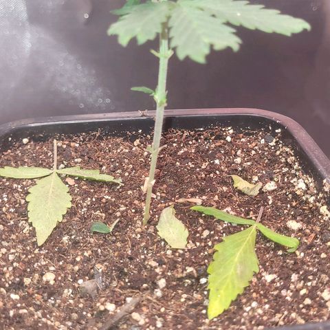 Sativa #1 growlog photo: Tive q podar as folhas abaixo porq estavao muchando e amareladas 