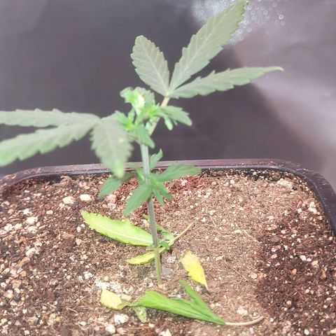 Sativa #1 growlog photo: Tive q podar as folhas abaixo porq estavao muchando e amareladas 