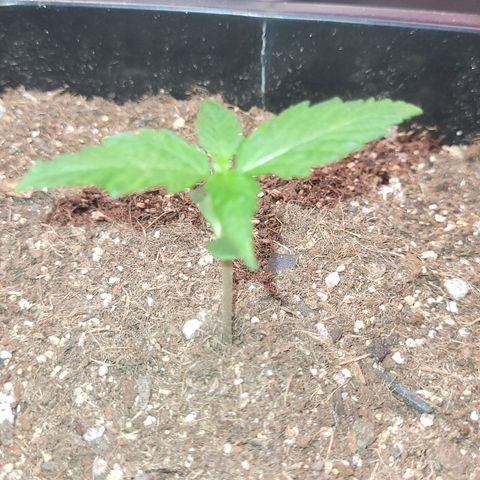 Colombian gold  growlog timeline photo