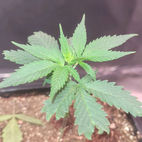 Sativa #1 growlog photo: Estao se recuperando bem sem nenhum sinal de murcha