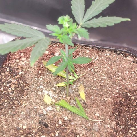Sativa #1 growlog photo: Estao se recuperando bem sem nenhum sinal de murcha