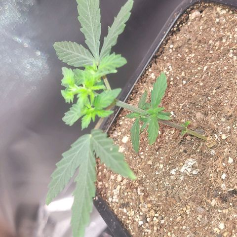 Sativa #1 growlog photo: Estao se recuperando e subindo copa 