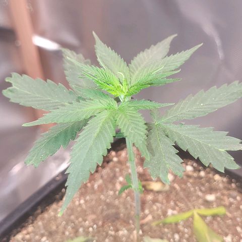 Sativa #1 growlog photo: Estao se recuperando e subindo copa 