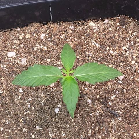 Colombian gold  growlog timeline photo