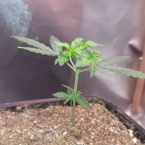 Sativa #1 growlog photo: As duas poda yop porem a maior nao abriu como a menor 
