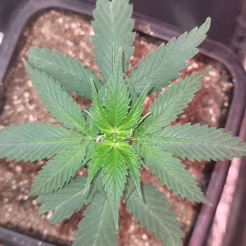 Sativa #1 growlog photo: As duas poda yop porem a maior nao abriu como a menor 
