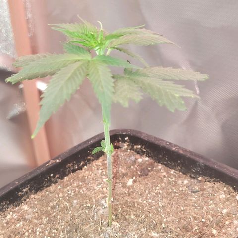 Sativa #1 growlog photo: As duas poda yop porem a maior nao abriu como a menor 