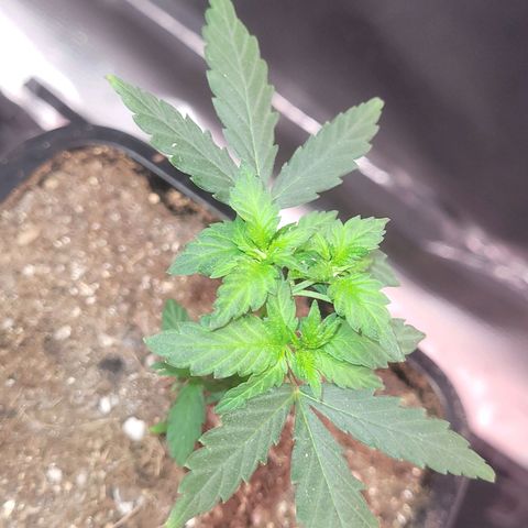 Sativa #1 growlog photo: As duas poda yop porem a maior nao abriu como a menor 