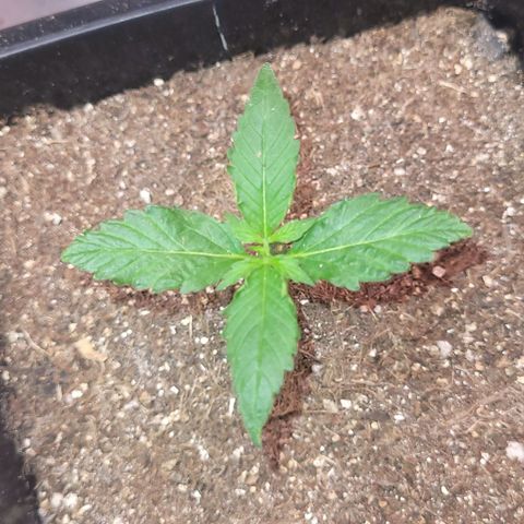 Colombian gold  growlog photo: Preciso melhorara o crescimento 