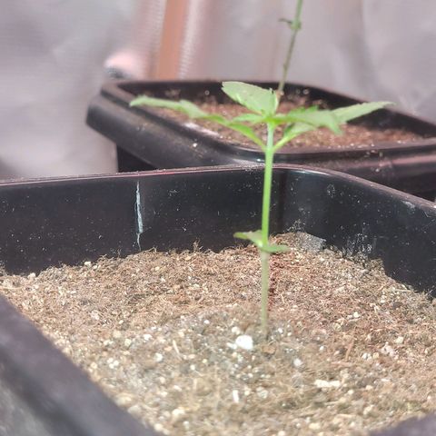 Colombian gold  growlog photo: Preciso melhorara o crescimento 