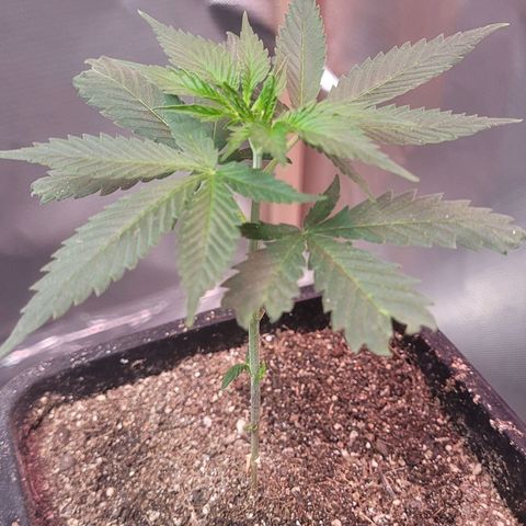 Sativa #1 growlog timeline photo