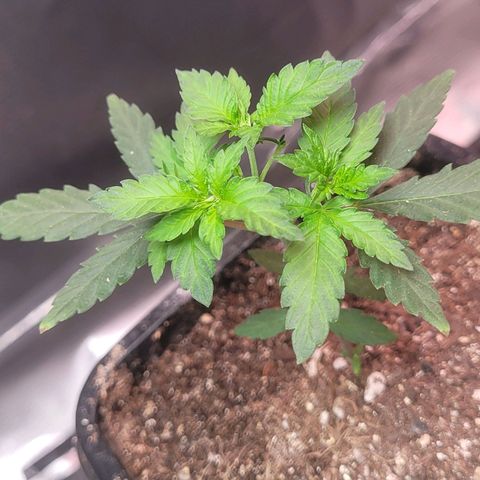 Sativa #1 growlog timeline photo