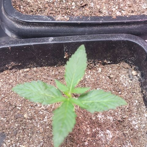 Colombian gold  growlog timeline photo