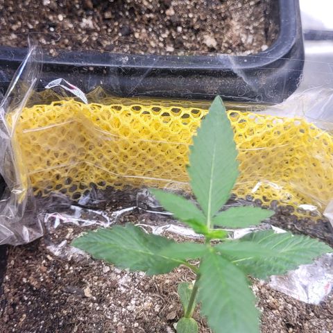 Colombian gold  growlog timeline photo
