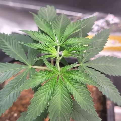 Sativa #1 growlog photo: Maior segunda tentativa poda top primeira o okho original voltou so 
Menor treinamento low stress amarras 