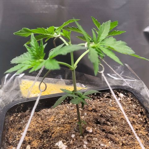 Sativa #1 growlog photo: Maior segunda tentativa poda top primeira o okho original voltou so 
Menor treinamento low stress amarras 