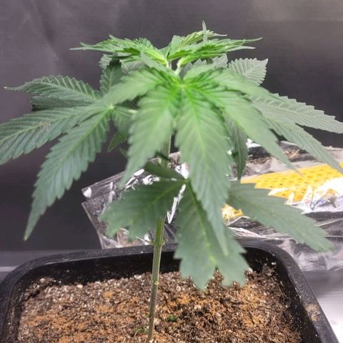 Sativa #1 growlog photo: Maior segunda tentativa poda top primeira o okho original voltou so 
Menor treinamento low stress amarras 