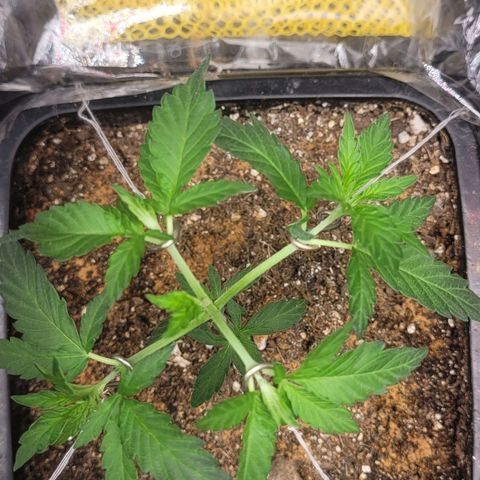 Sativa #1 growlog photo: Maior segunda tentativa poda top primeira o okho original voltou so 
Menor treinamento low stress amarras 
