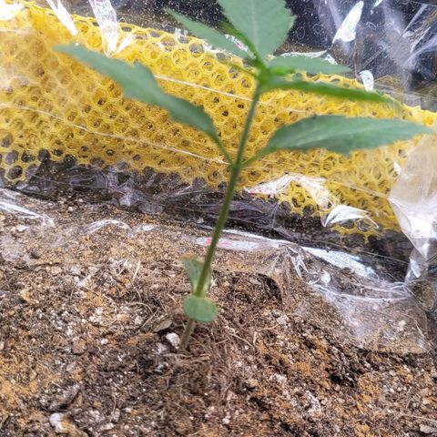 Colombian gold  growlog photo: Aspecto bonitos folhas uniforme porem leve deficiencia na estrutura caule fino falta de nutrientes 