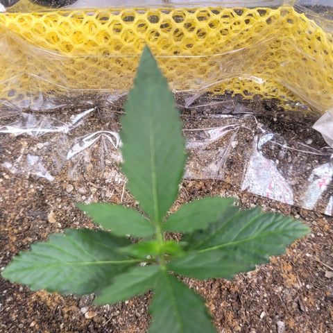 Colombian gold  growlog photo: Aspecto bonitos folhas uniforme porem leve deficiencia na estrutura caule fino falta de nutrientes 