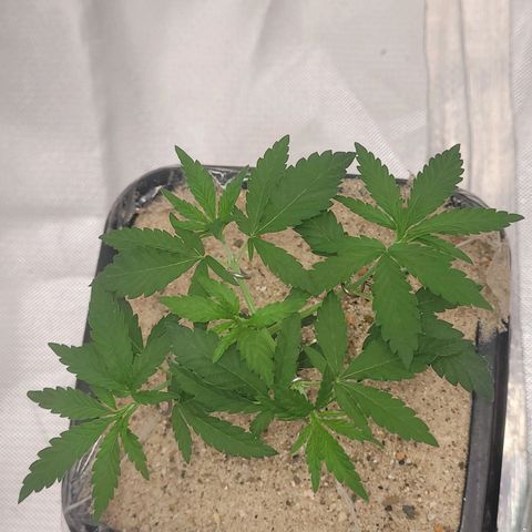 Sativa #1 growlog photo: Adicionado areia grossa na superfice para bloquear passagem do fungis gnats de chegar ao substrato e foi posto uma tela d nylon 60mm no fundo impedindo a passagem dos mesmo pelos furos de drenagem 