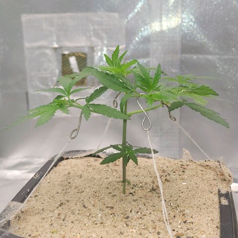 Sativa #1 growlog photo: Adicionado areia grossa na superfice para bloquear passagem do fungis gnats de chegar ao substrato e foi posto uma tela d nylon 60mm no fundo impedindo a passagem dos mesmo pelos furos de drenagem 