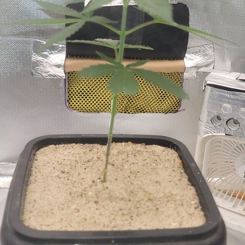 Sativa #1 growlog photo: Adicionado areia grossa na superfice para bloquear passagem do fungis gnats de chegar ao substrato e foi posto uma tela d nylon 60mm no fundo impedindo a passagem dos mesmo pelos furos de drenagem 