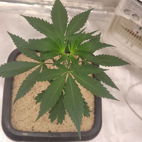 Sativa #1 growlog photo: Adicionado areia grossa na superfice para bloquear passagem do fungis gnats de chegar ao substrato e foi posto uma tela d nylon 60mm no fundo impedindo a passagem dos mesmo pelos furos de drenagem 