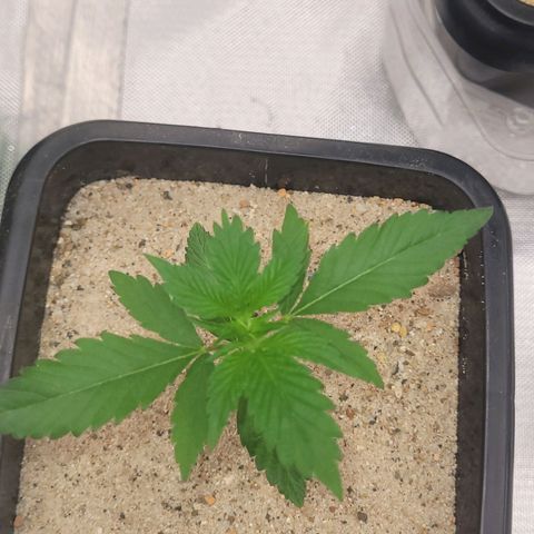 Colombian gold  growlog photo: Procedimento bloqueio do fungis gnats com areia grosa na superfice de 1.5 a 2 cm ds co ertura e foi colocado uma tela de nylon 60micras no fundo evitando entrada e saida do mesmo pelos furos de drenagem 