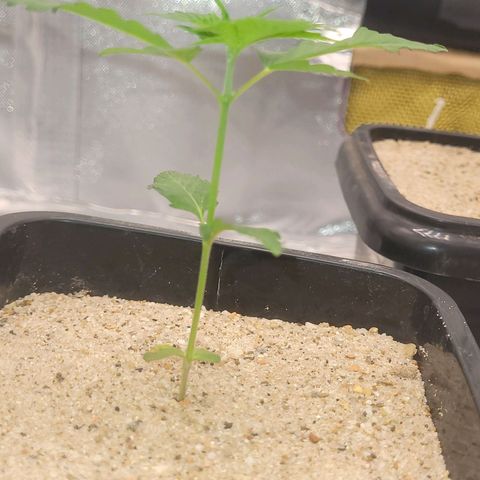 Colombian gold  growlog photo: Procedimento bloqueio do fungis gnats com areia grosa na superfice de 1.5 a 2 cm ds co ertura e foi colocado uma tela de nylon 60micras no fundo evitando entrada e saida do mesmo pelos furos de drenagem 