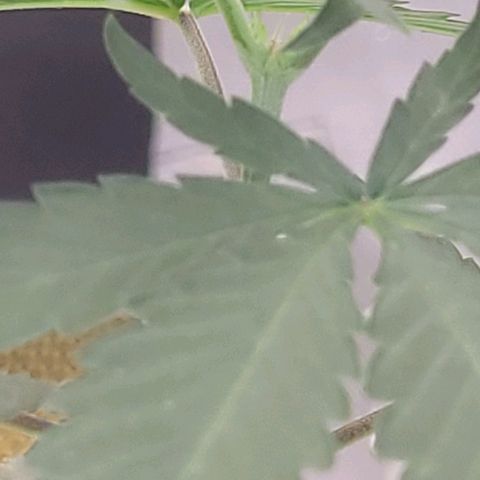 Sativa #1 growlog photo: A maior ira para jm vaso dd 20 l8tros pos sua raiz esta descendo 