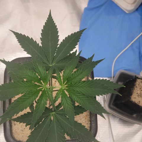 Sativa #1 growlog photo: A maior ira para jm vaso dd 20 l8tros pos sua raiz esta descendo 