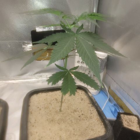 Sativa #1 growlog photo: A maior ira para jm vaso dd 20 l8tros pos sua raiz esta descendo 