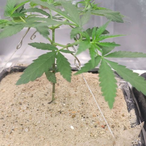 Sativa #1 growlog photo: Esta ira para um vaso de feltro de 9 litros 