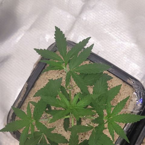 Sativa #1 growlog photo: Esta ira para um vaso de feltro de 9 litros 